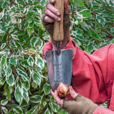 Can you plant bulbs too deep? Experts warn gardeners of this common mistake that could have disastrous consequences