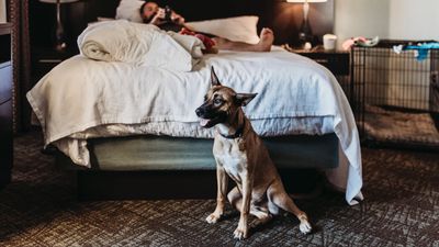 Does your dog bark when staying somewhere new? Try this trainer's simple solution