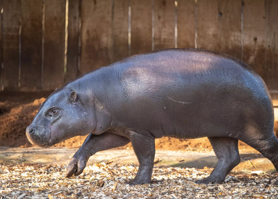 Is London getting its own Moo Deng? A potted history of our pygmy hippos