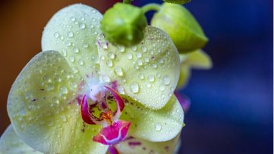 This is the best hack to keep your orchids blooming for longer according to houseplant experts – and the only thing you need is rice