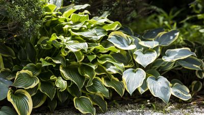 How to winterize hostas in 6 super simple steps