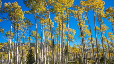 Pando: The world's largest tree and heaviest living organism