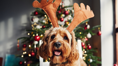 11 expert tips to ‘pup-proof’ your Christmas tree