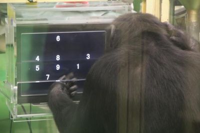 Chimpanzees use computer better in tests when they have an audience, study finds