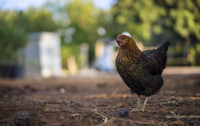 Bird flu begins its human spread, as health officials scramble to safeguard people and livestock