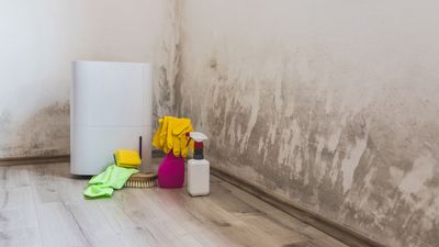 Do air purifiers help with mold?