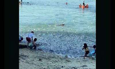 Massive sardine invasion is a ‘shocking’ sight for beachgoers