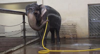 Elephant shocks scientists after teaching itself to shower using hose