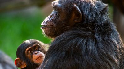 Humans' big brains may not be the reason for difficult childbirth, chimp study suggests