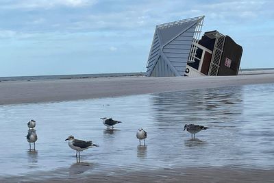 Sea turtle nests increased along a Florida beach but hurricanes washed many away