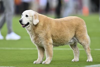 Kirk Herbstreit offers thanks for outpouring of love after his dog Ben’s death