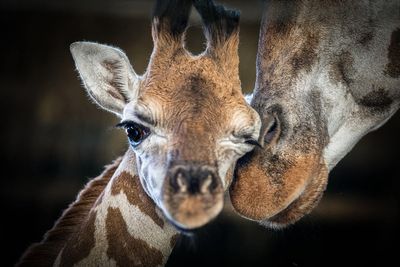 ‘Determined and curious’ giraffe calf dies at zoo