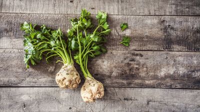 When to harvest celeriac – enjoy sweeter roots by waiting until after the first frosts