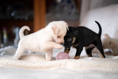 On Election Day, Calm gave us puppies