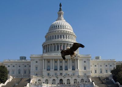 High hopes for bald eagle bill in the lame duck - Roll Call