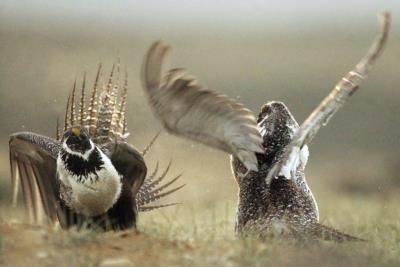 Biden Administration Proposes Tighter Protections For Sage Grouse