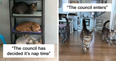 “The Council Requires Snackies”: 50 Hilarious Pics Of Cats Grouping Together