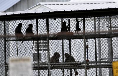 What we know about the 43 monkeys that escaped a research facility South Carolina