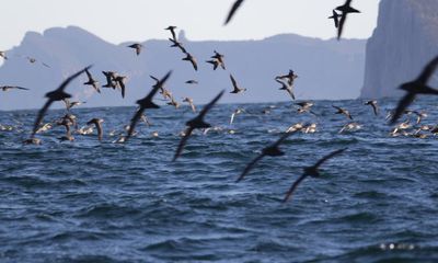 Thousands of dead seabirds are washing up on Australia’s beaches. Researchers want to know why