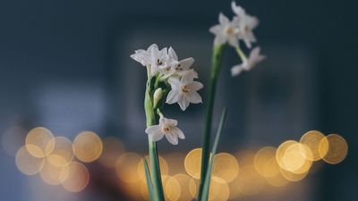 How Do I Get My Paperwhites to Bloom? 5 Simple Steps to Bring These Flowers to Life During Christmas