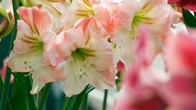 How to plant amaryllis bulbs in pots: expert tips for these festive flowers