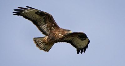 Illegally shot buzzard experienced 'significant unnecessary suffering'