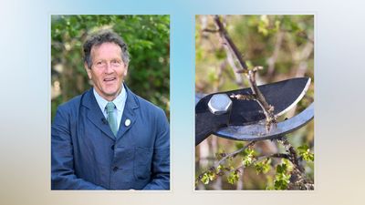 Monty Don says now is the time to take hardwood cuttings to create new shrubs, bushes and trees