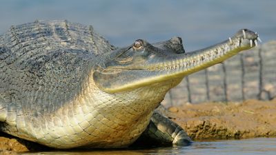 Gharial: The prehistoric crocodilian that buzzes and blows bubbles to find a mate