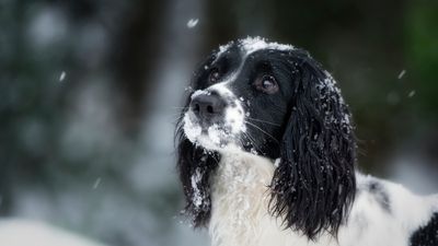 Frostbite in dogs: Symptoms, causes and treatment