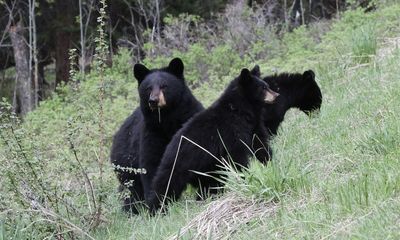 Maryland hunters go the extra mile to illegally bait bears