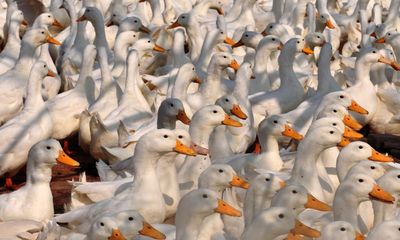 Victorian government criticised over ‘barbaric’ use of firefighting foam to kill 30,000 farmed ducks