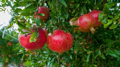 How to plant pomegranate seeds – for sweet fruit to harvest in fall