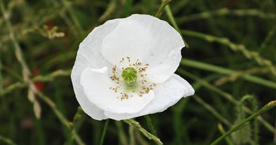 Explained: Why we have a white poppy on today's front page