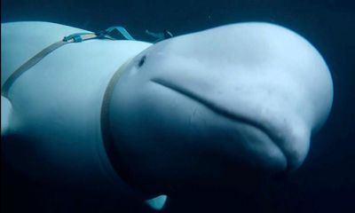 New film unravels mystery of the Russian ‘spy whale’