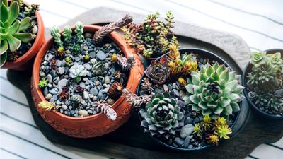 How to make your own succulent potting mix – a quick DIY fix that will keep these tropical plants growing for years