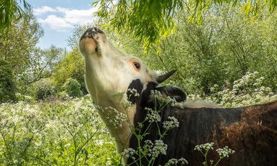 Cambridge could lose city centre cows if council cuts out-of-hours rescue service