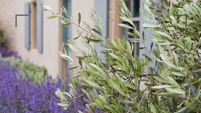 How to overwinter olive trees so they survive and thrive throughout the colder months ahead