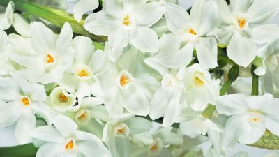 Now is the time to plant paperwhites – for gorgeous, fragrant blooms by Christmas