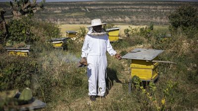 Ethiopia's famed honeybees make slow recovery from war