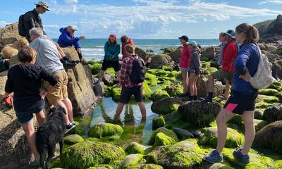 Tide’s out, dinner’s up: why Wales is at the forefront of a seaweed revolution