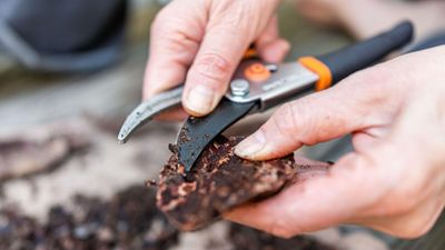 6 unusual uses for pruners – an arboreal expert reveals how to get more value from this humble tool