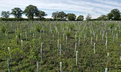 Cop29: what are carbon credits and why are they so controversial?