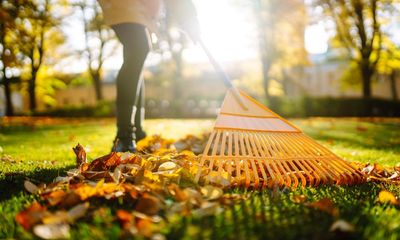 Leaf feud is mulch ado about nothing