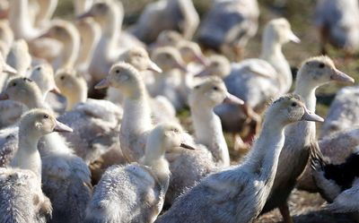 ‘Rare event’: Canada records its first human bird flu case