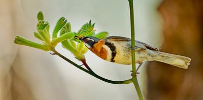 In a record-breaking drought, bush birds from around Perth flocked to the city