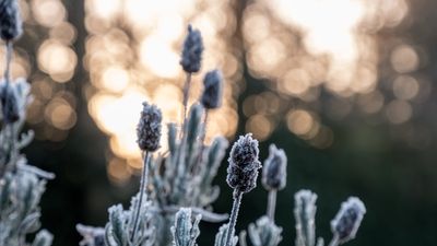 How to create a winter sensory garden – for a calming, seasonal escape