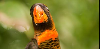 A single atom can change the colour of a bird. These are the genes responsible