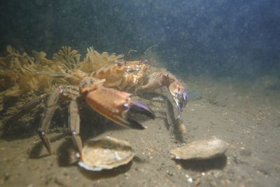 Positive signs oysters settling in well after reintroduction to Firth of Forth