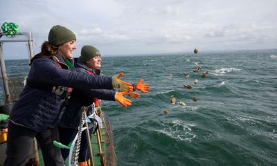 Oysters doing well in Firth of Forth after reintroduction, say experts