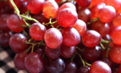 UK trial to assess if red grape chemical can prevent bowel cancer